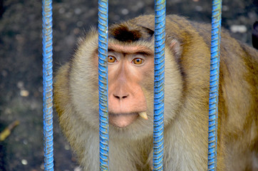 Poor monkeys are trapped in cages at the zoo