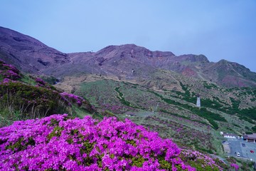 ミヤマキリシマの花が満開の阿蘇中岳の風景