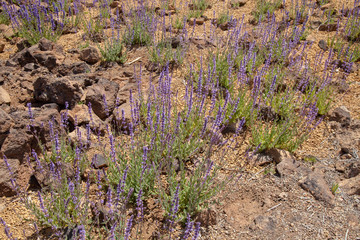 flora of Tenerife - Nepeta teydea