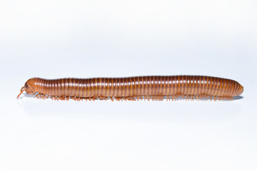 Diplopoda isolated on white background