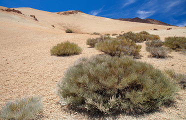 flora of Tenerife - Spartocytisus supranubius