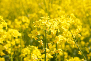 Rapsfeld im Frühling