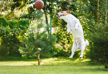 Dog playing at backyard jumping and catching rugby ball