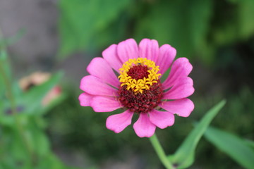 Obraz premium ひゃくにちそう