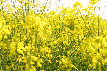 Obraz premium Rapsfeld im Frühling