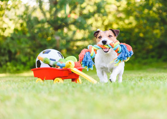 Dog chooses and fetches rope toy from hoard of pet toys in cart © alexei_tm