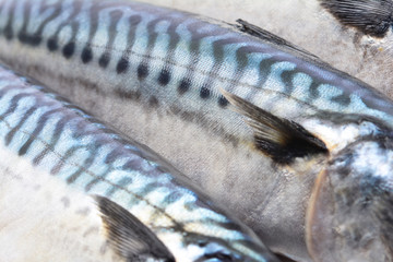 Fresh Fish mackerel market texture