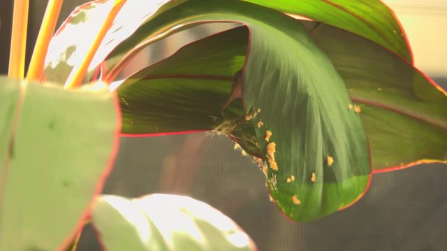 Bird building their nest in breeding period. Common tailorbird preparing a nest  by stitching two leafs of ti plant together with natural white fiber  .