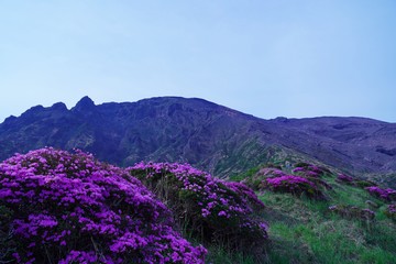 Fototapeta na wymiar ミヤマキリシマの花が満開の阿蘇中岳の風景