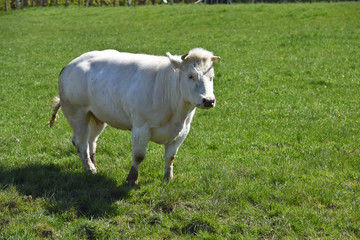 vache betail elevage agriculture agricole lait viande bio environnement vert animaux corne