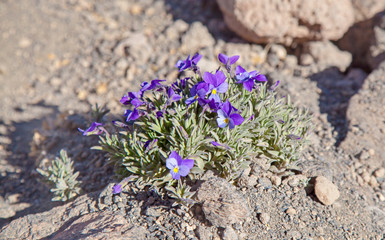 flora of Tenerife - Viola cheiranthifolia