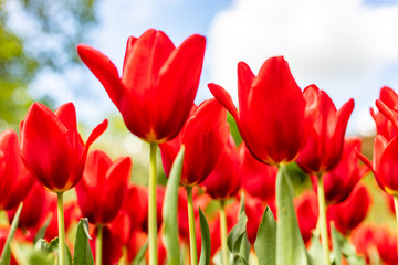 Red tulips in the field