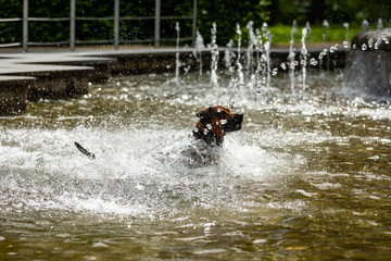Fototapeta na wymiar Big dog is having fun at the water