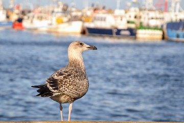 Single seagull standing on the marina. Blurred sailboats and fishing boats on the second plan