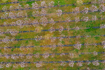 Drone view of wisteria fields