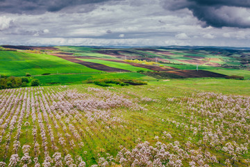 Fototapeta na wymiar Drone view of wisteria fields