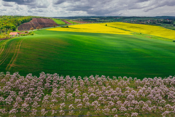 Drone view of wisteria fields