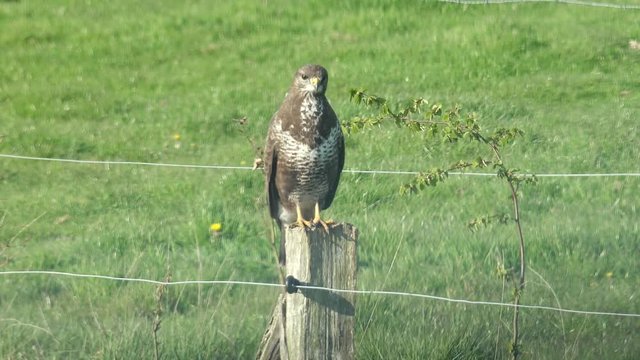 common buzzard sitting on fencing post in the landscape