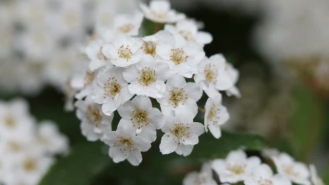 urginea maritima flover