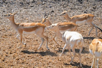Roe deer running across the dry meadow. Wildlife scene.