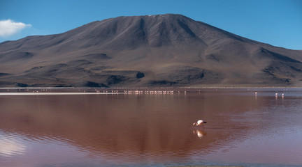 Flamingoes in Laguna Colorada , Uyuni, Bolivia
