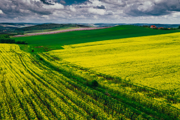 Obraz premium Drone view of rape fields