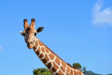 Fototapeta premium Closeup of a giraffe. Giraffe looking straight at the camera