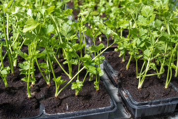 Garden parsley in seed trays