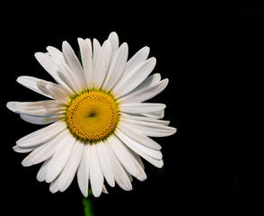 chamomile flower on black background