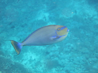 Fototapeta na wymiar Arrecife de coral 