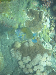 Fototapeta premium Arrecife de coral 