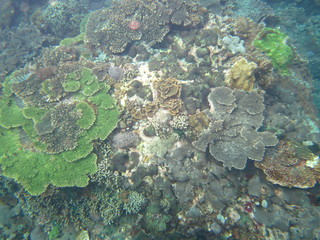 Arrecife de coral 