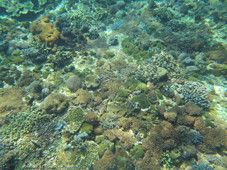 Fototapeta premium Arrecife de coral 