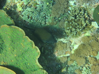 Arrecife de coral 