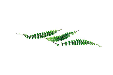 Small green leaves pattern on isolated white background. Different size collection. Flat lay composition, overhead view, copy space. 