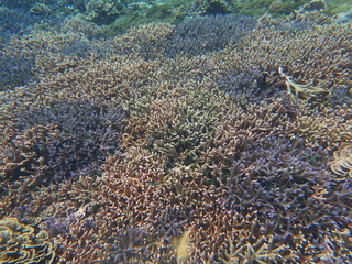 Naklejka na ściany i meble Arrecife de coral 