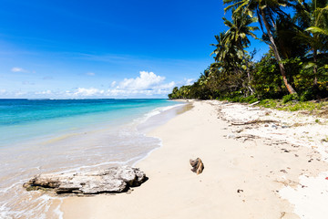 Vibrant tropical beach on Samoa Island with coconut palm trees and black rocks