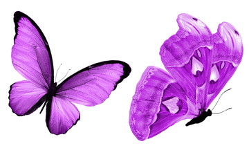 beautiful two purple butterflies isolated on white background