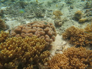 Naklejka na ściany i meble Corales en wakatobi