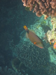 Obraz na płótnie Canvas Corales en wakatobi