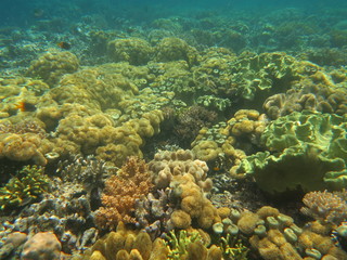 Corales en wakatobi
