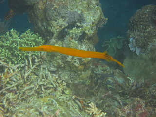 Corales en wakatobi