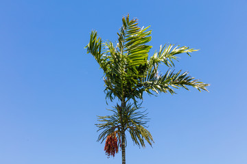 Tree top of cocunut palm tree