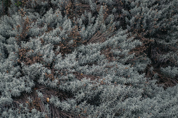 texture of bark of tree