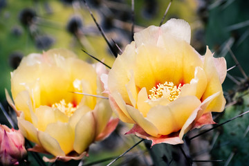 Prickly Pear (Opuntia fragilis) cactus flowers, California