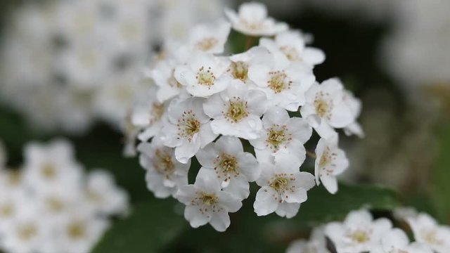 urginea maritima flover