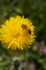 Honey bee on yellow Dandelion flower in the meadow