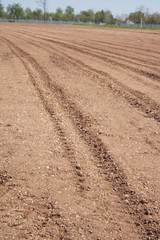 Sowed agricultural field in springtime. Italian countrysideSowed agricultural field in springtime. Italian countryside