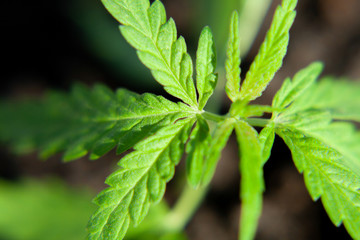 Thematic photo to legalize a plant hemp. Low THC technical cultivar with no drug value. Cannabis...