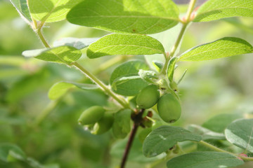 Lonicera Caerulea Kamtschatica branch with unripe green fruits. Blueberry bush in springtime 